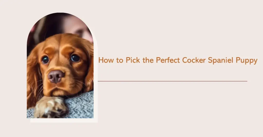How to Pick the Perfect Cocker Spaniel Puppy