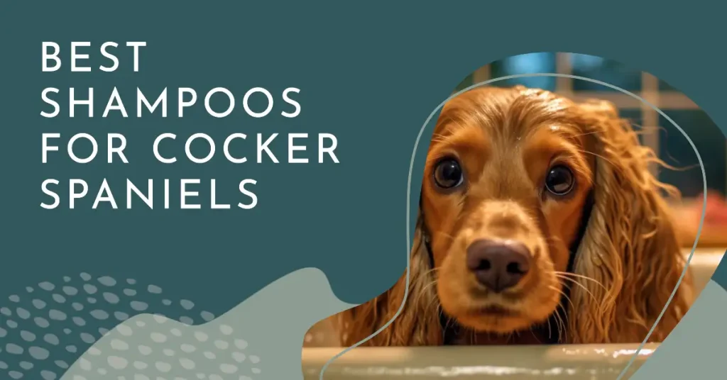 The Best Shampoo for Your Cocker Spaniel
