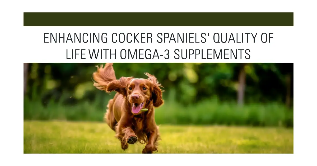 Cocker Spaniels and Omega3 Enhance Your Dog's Quality of Life