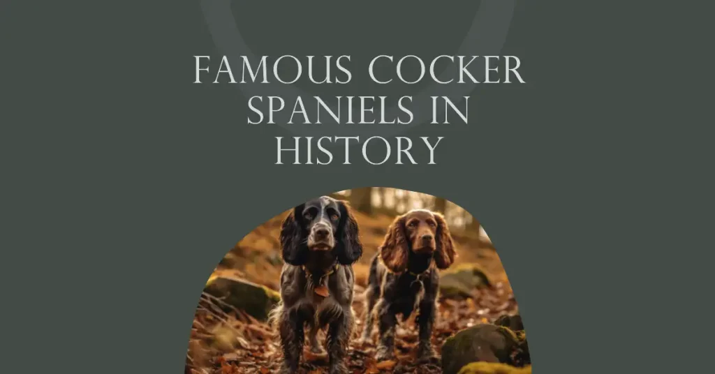 Two Cocker Spaniels in a forest