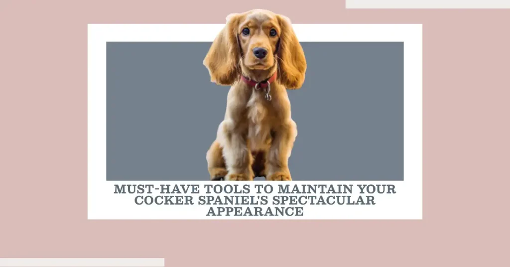 Cocker Spaniel sitting