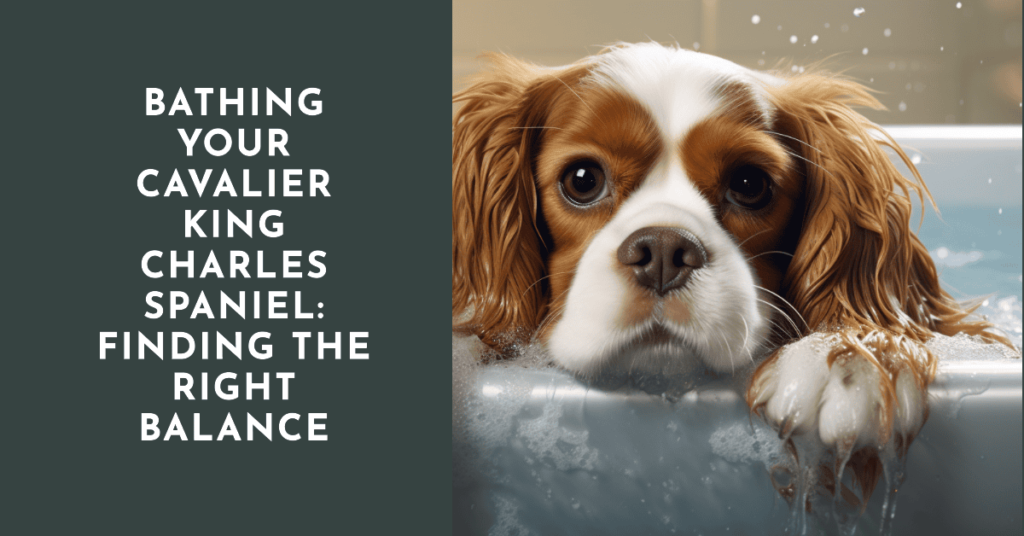 how often should a Cavalier King Charles Spaniel be bathed