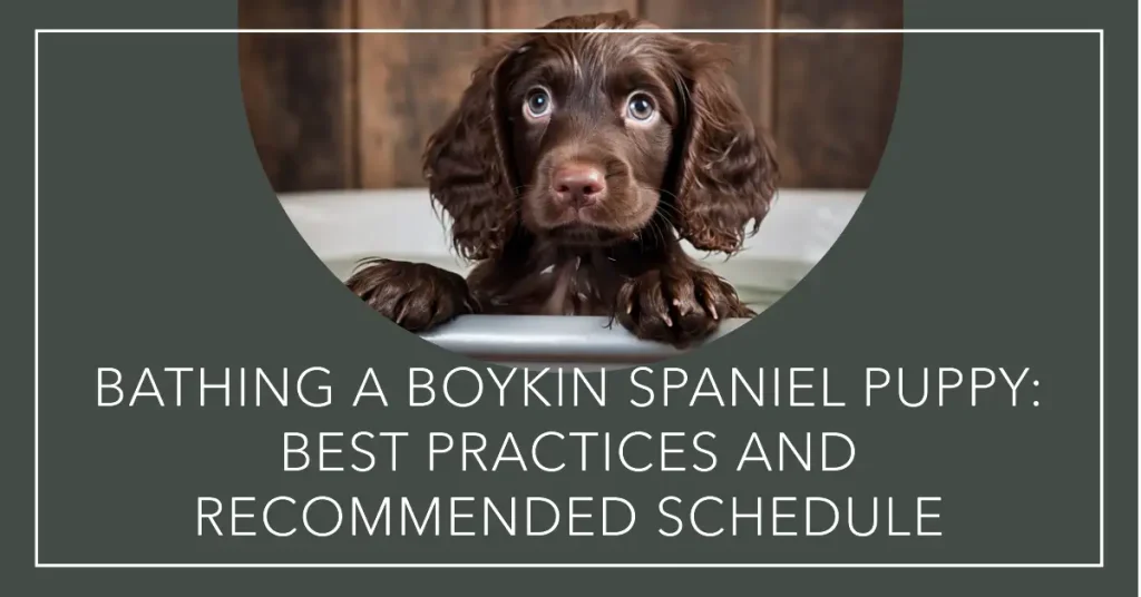 How often to bathe Boykin Spaniel puppy