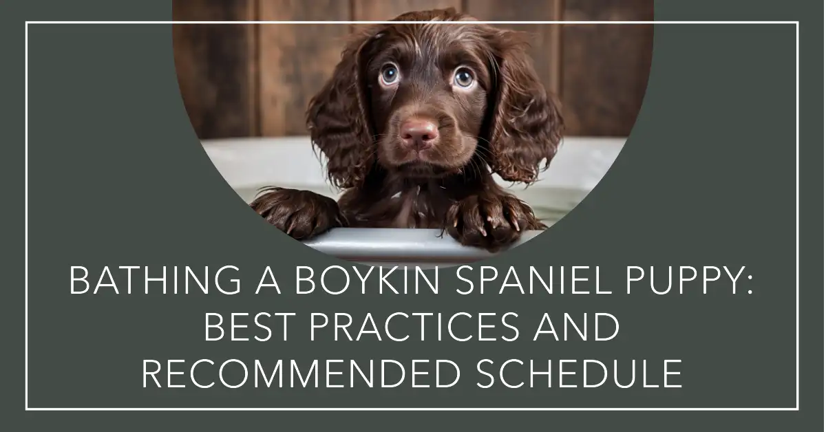 How Often To Bathe a Boykin Spaniel Puppy