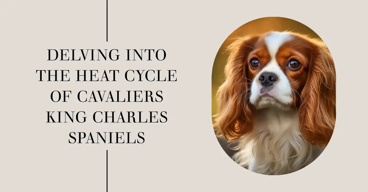 Ultimate Guide to the Heat Cycle Of Cavalier King Charles Spaniels