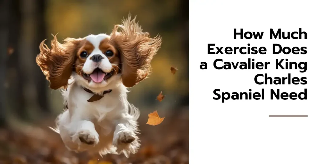 How much exercise does a Cavalier King Charles Spaniel need