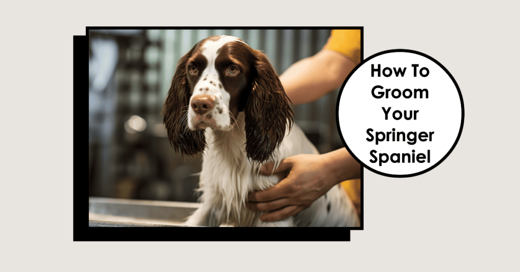 How to Groom Your Springer Spaniel