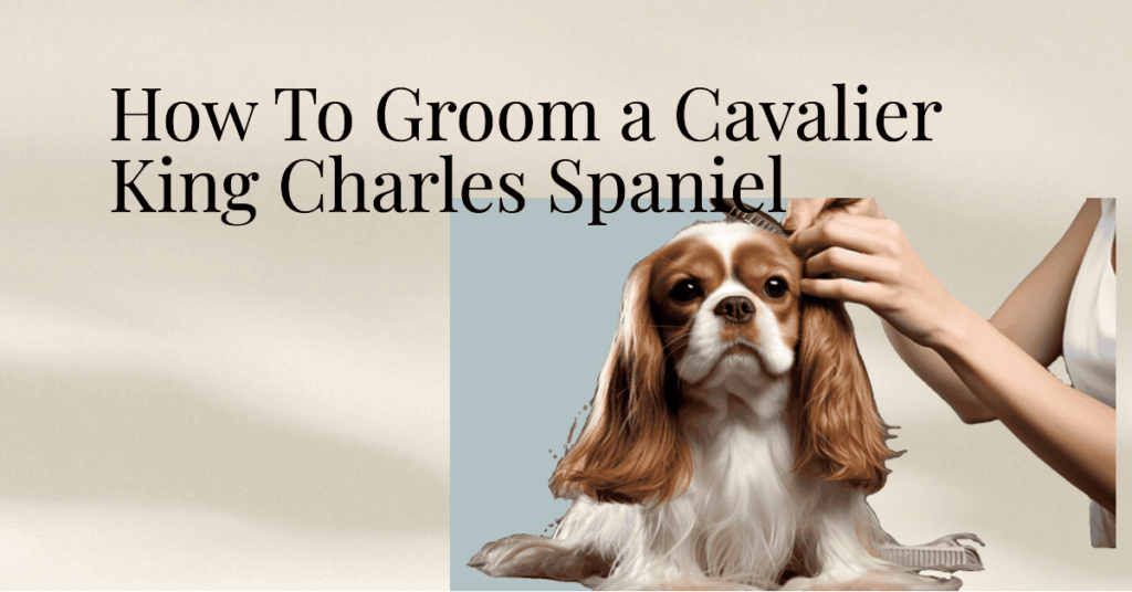 How to groom a Cavalier King Charles Spaniel