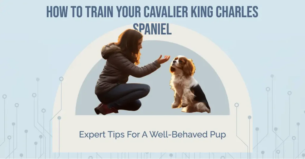 Someone learning to train a Cavalier King Charles Spaniel