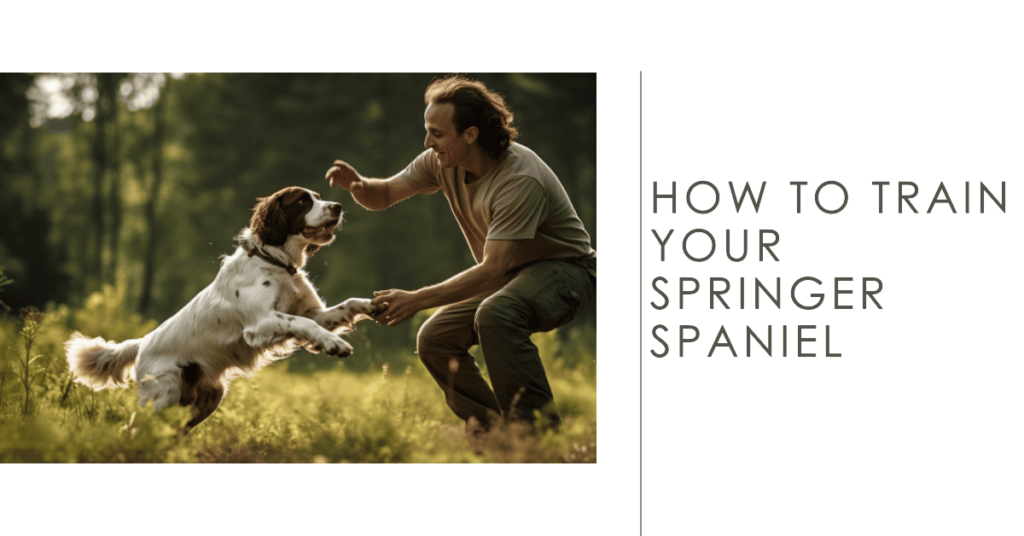 How to train Springer Spaniel