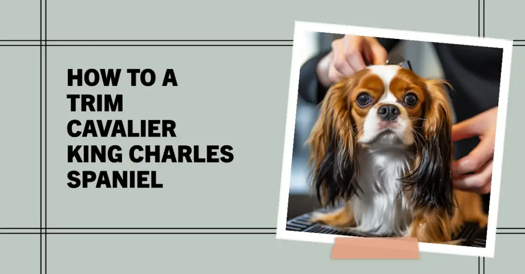 How to trim a Cavalier King Charles Spaniel