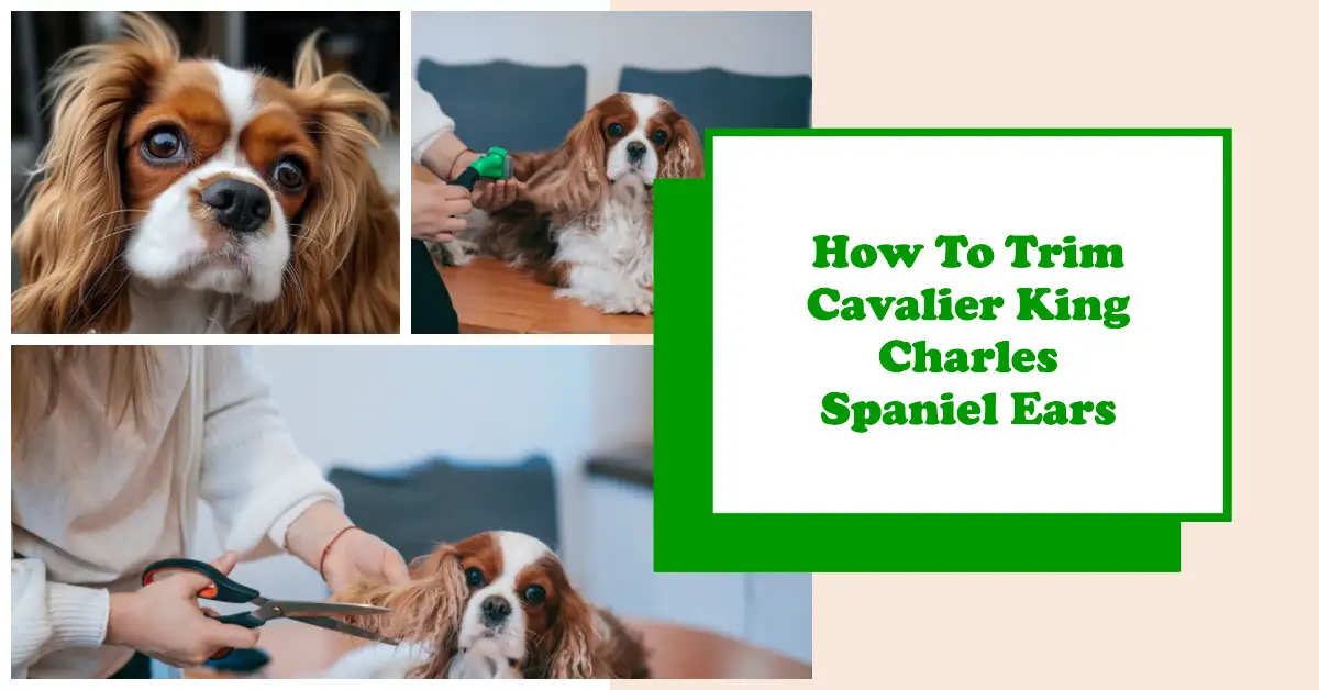 How To Trim Cavalier King Charles Spaniel Ears