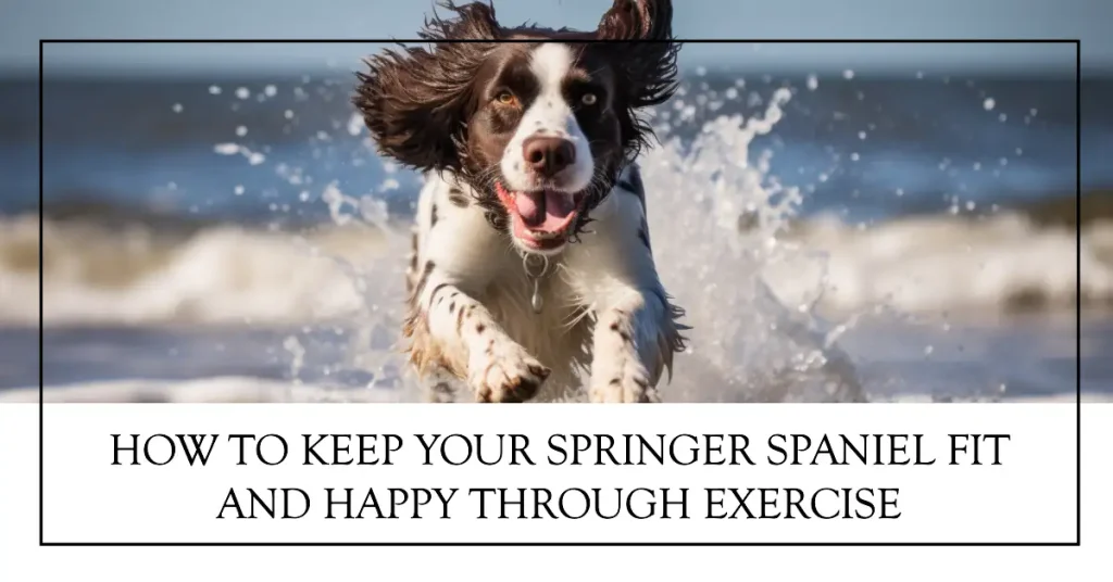 How much exercise do Springer Spaniels need
