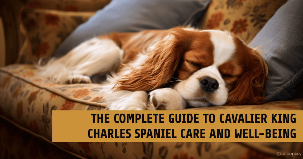 Cavalier King Charles Spaniel care