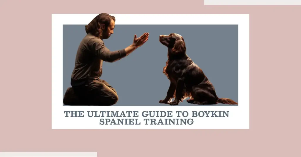 Boykin Spaniel training