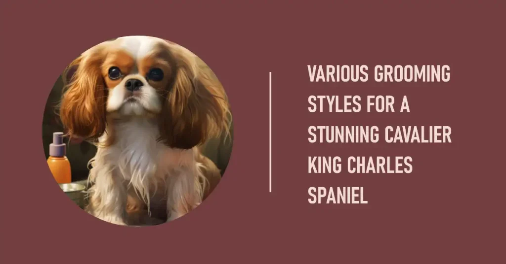Cavalier King Charles Spaniel grooming styles