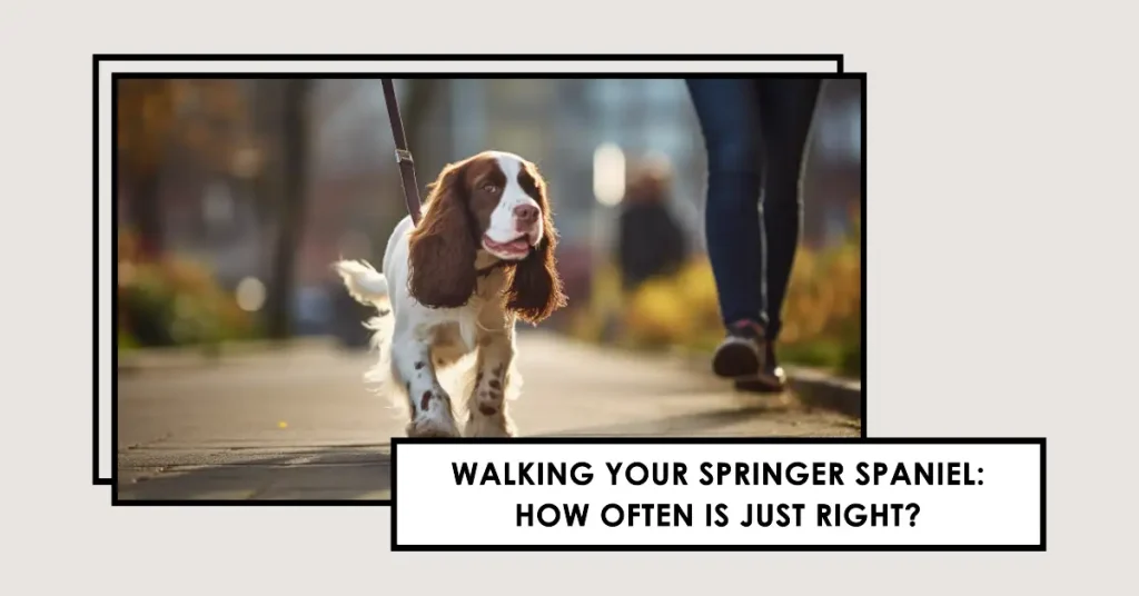 How often should Springer Spaniels be walked