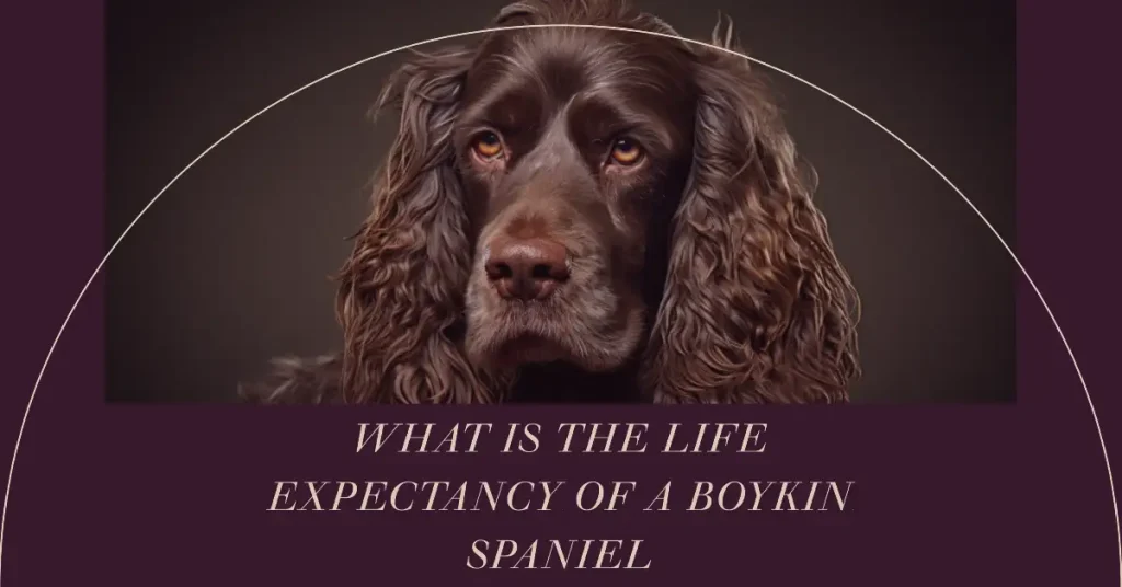 What Is the Life Expectancy of a Boykin Spaniel?