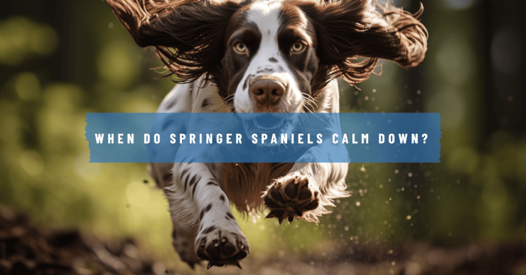 When do Springer Spaniels calm down