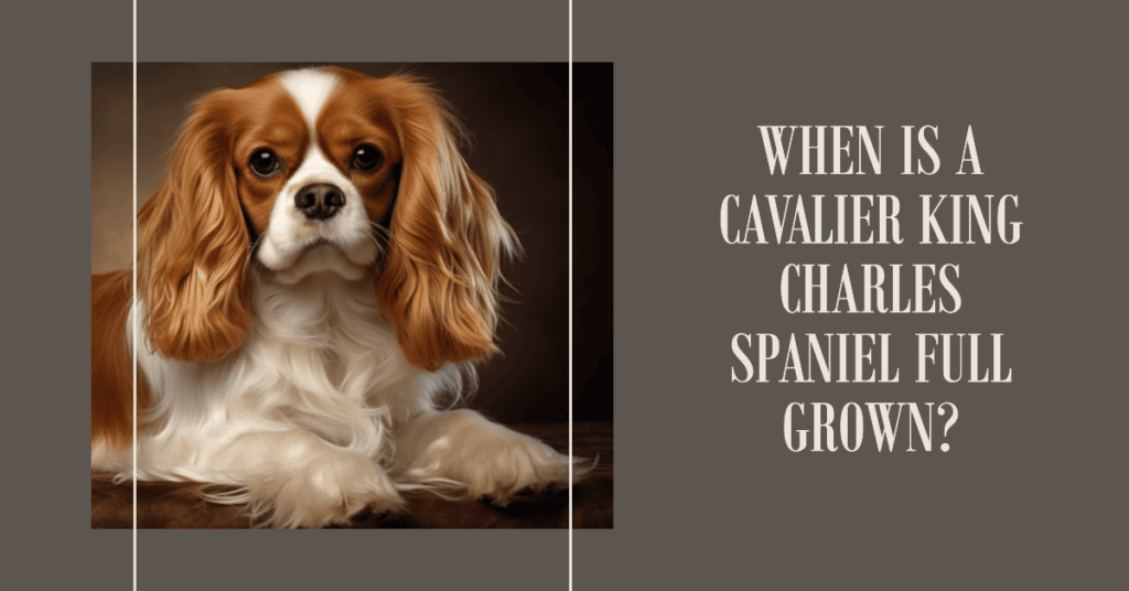 When is a Cavalier King Charles Spaniel full grown