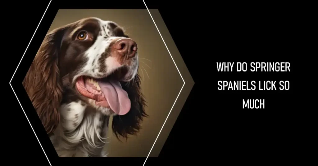Why do Springer Spaniels lick so much