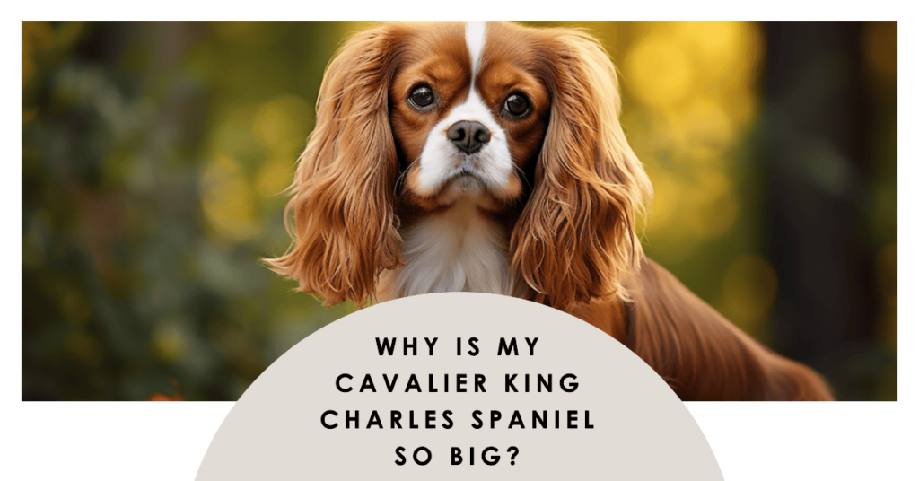 Why Is My Cavalier King Charles Spaniel So Big