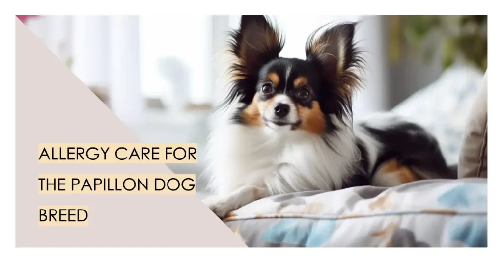 View of Papillon Dog Allergies