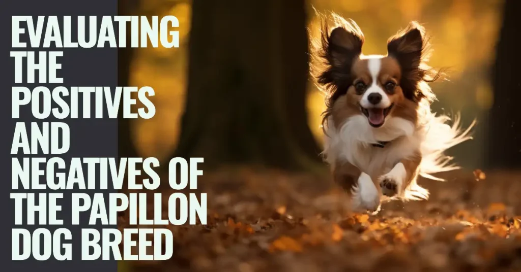 Pros and cons of Papillon dogs
