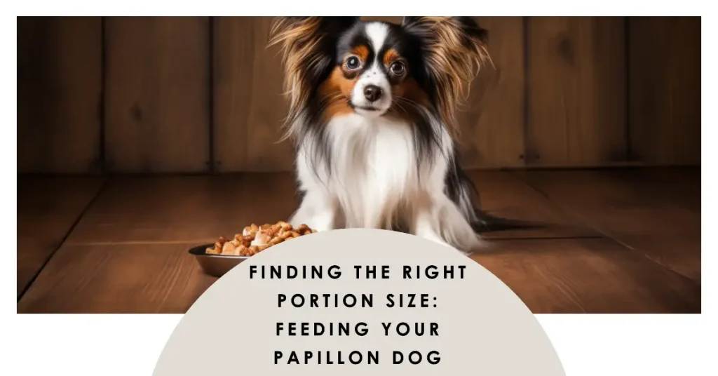How much to feed a Papillon dog