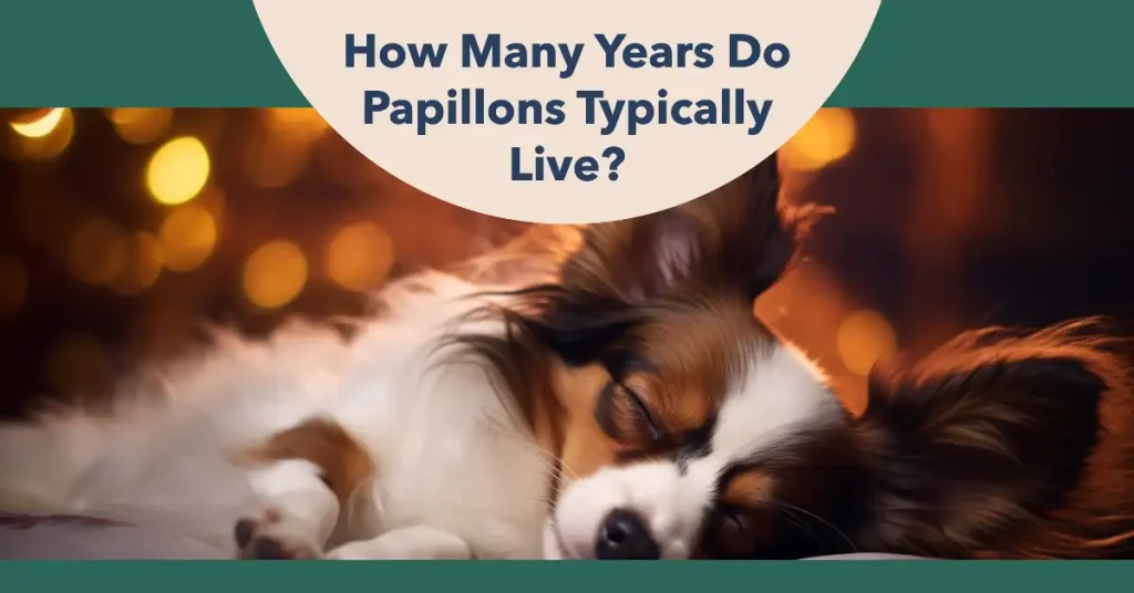 How long do Papillon dogs live?