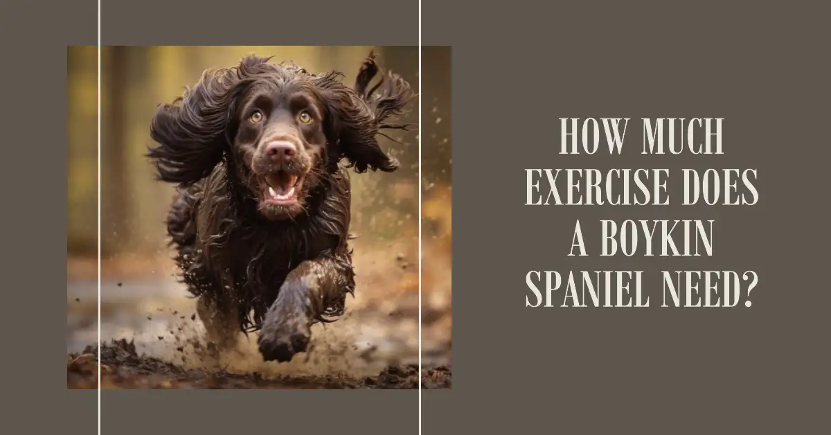 How Much Exercise Does a Boykin Spaniel Need?