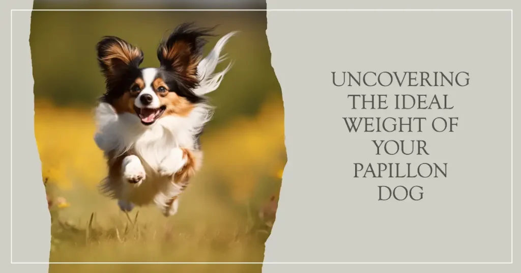 How much do Papillon dogs weigh?