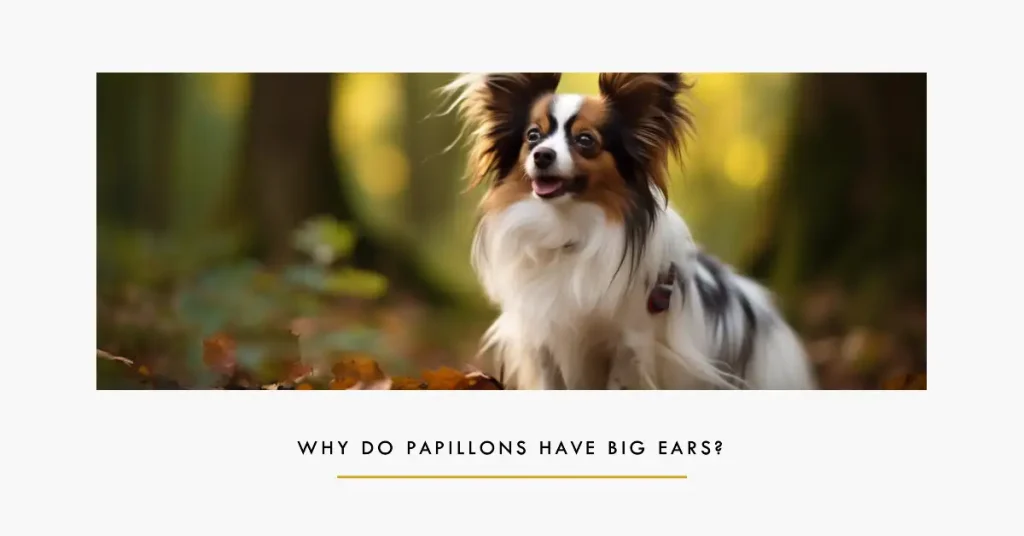 Why Do Papillons have big ears