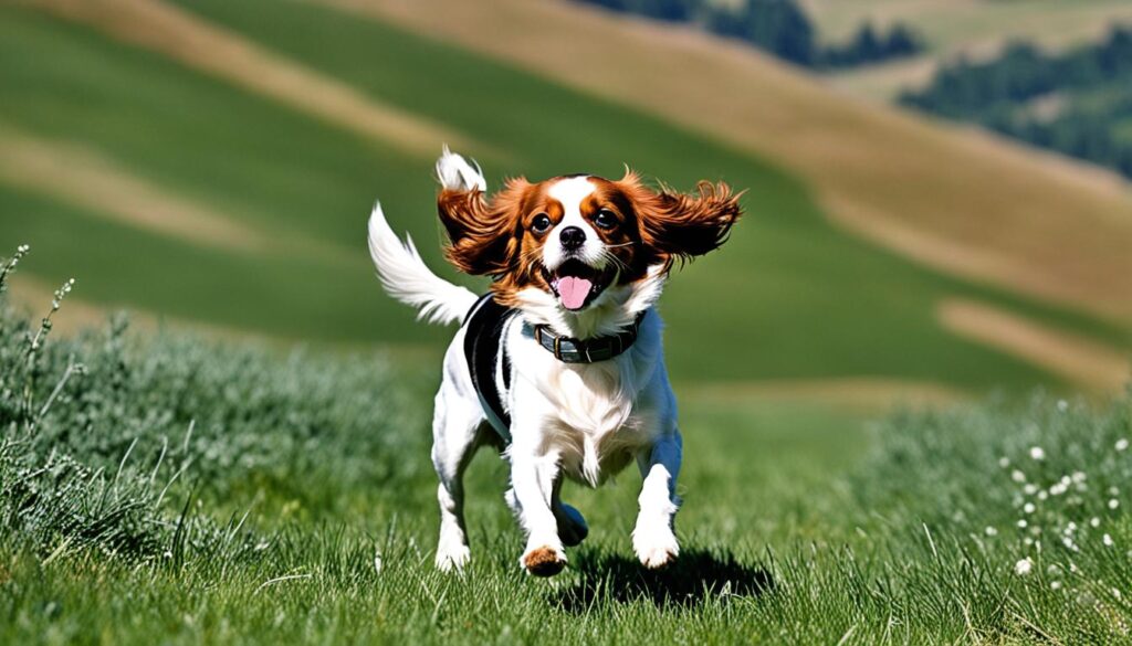 how far can a cavalier king charles spaniel walk