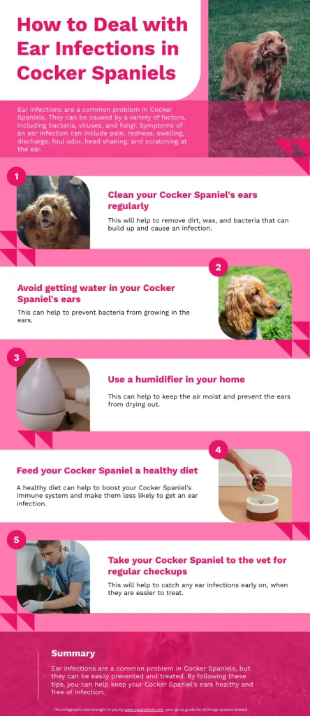 An informative infographic on dealing with ear infections in Cocker Spaniels.
