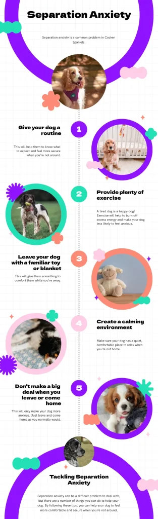 An informative infographic about tackling separation anxiety in Cocker Spaniels.
