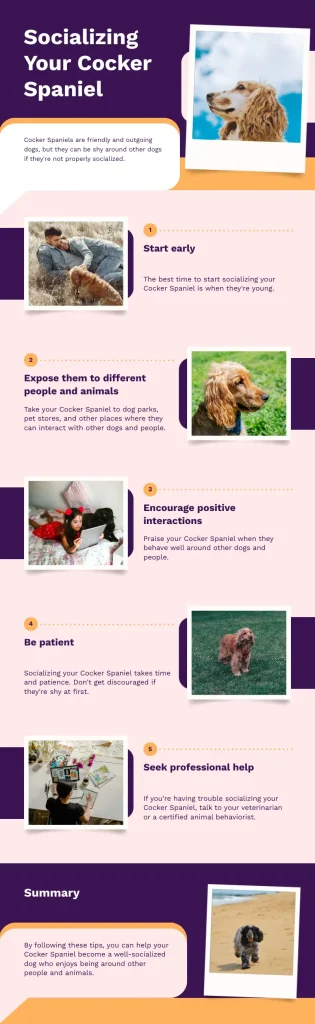 An informative infographic about socializing a Cocker Spaniel.